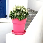 La Casa * Науса